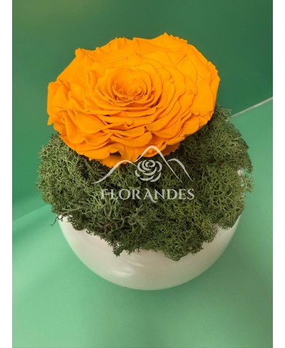 Aranjament cu trandafir criogenat galben